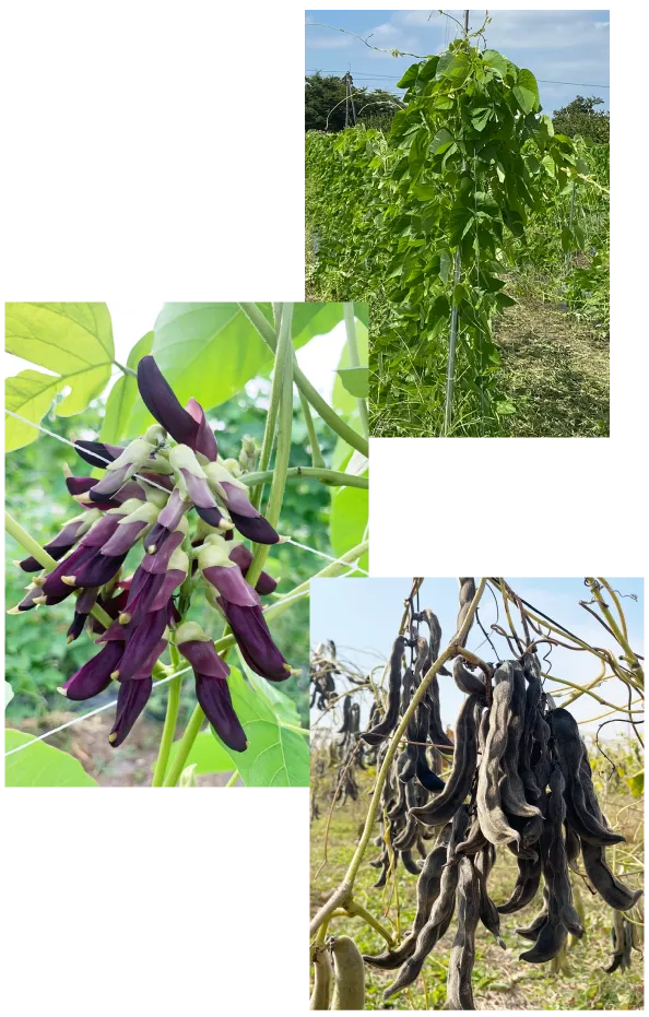 乾燥したムクナ豆の莢