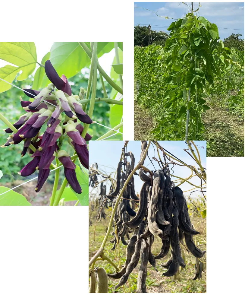 乾燥したムクナ豆の莢