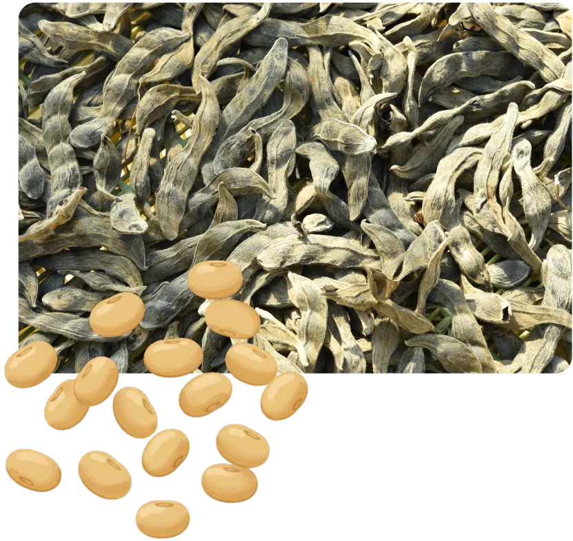 乾燥したムクナ豆の莢