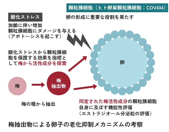 卵子老化に対する梅抽出物の作用